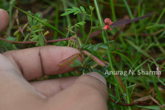 Indigofera karnatakana